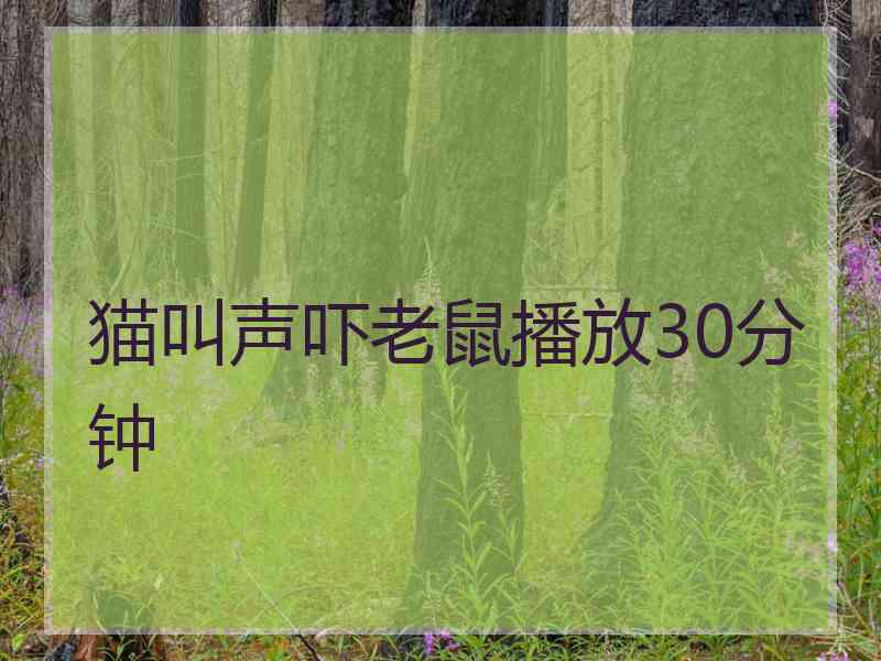 猫叫声吓老鼠播放30分钟