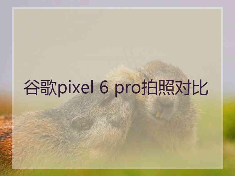 谷歌pixel 6 pro拍照对比