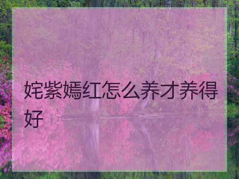 姹紫嫣红怎么养才养得好