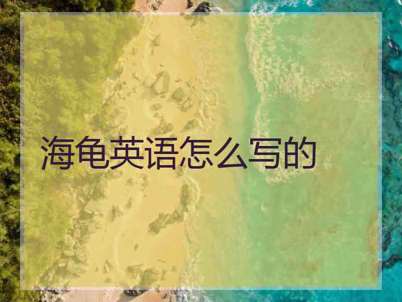 海龟英语怎么写的