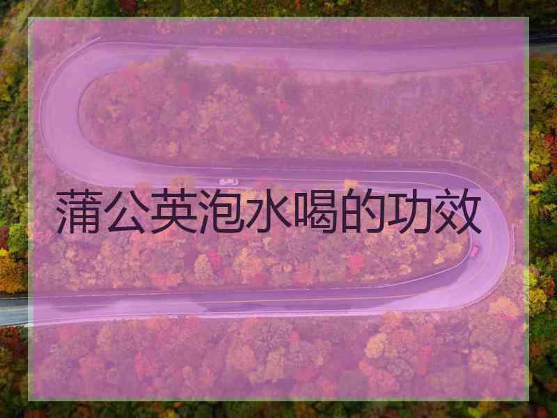 蒲公英泡水喝的功效