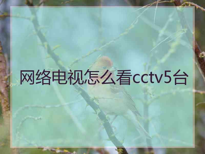 网络电视怎么看cctv5台