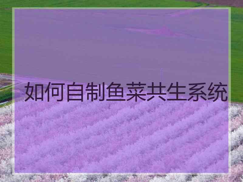 如何自制鱼菜共生系统