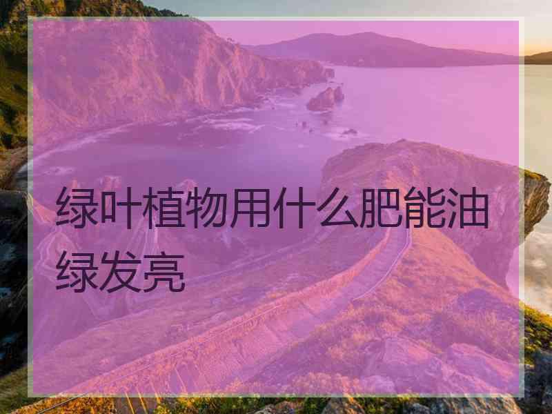 绿叶植物用什么肥能油绿发亮