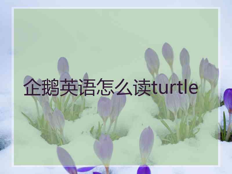 企鹅英语怎么读turtle