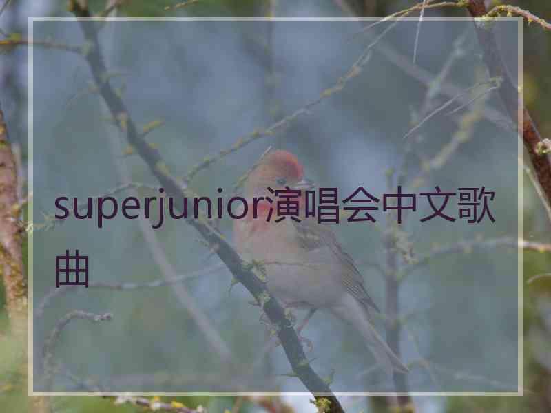 superjunior演唱会中文歌曲