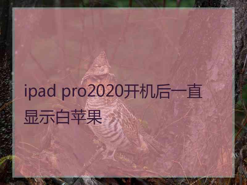 ipad pro2020开机后一直显示白苹果