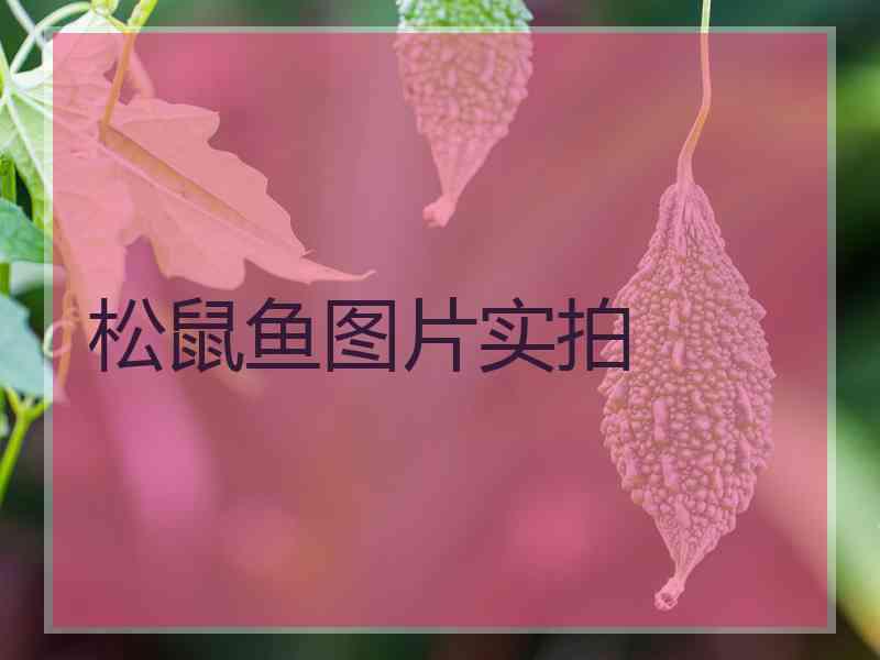 松鼠鱼图片实拍