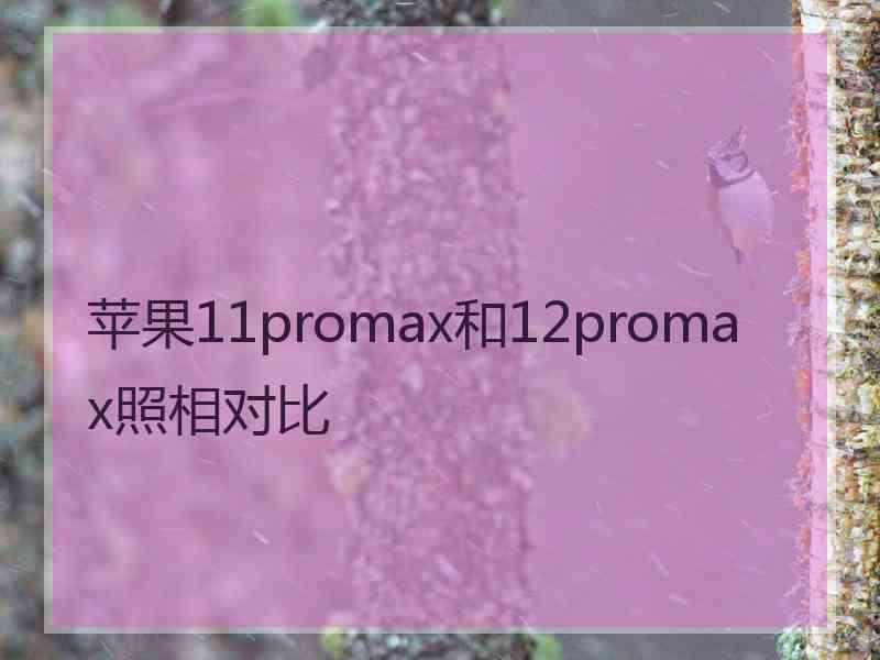 苹果11promax和12promax照相对比